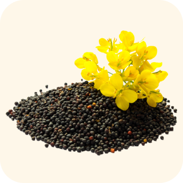 Mustard-Image