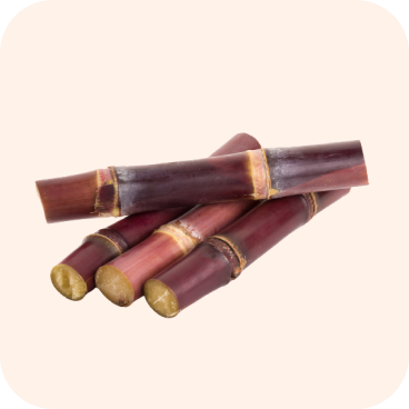 Ratoon Sugarcane-Image