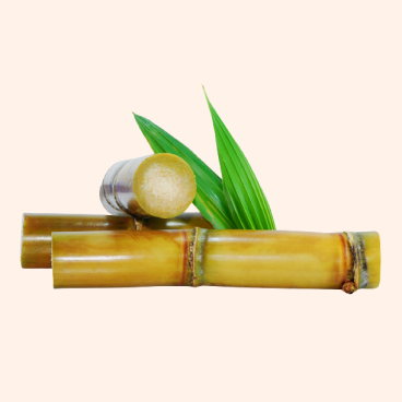 Sugarcane-Image